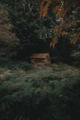 house near trees