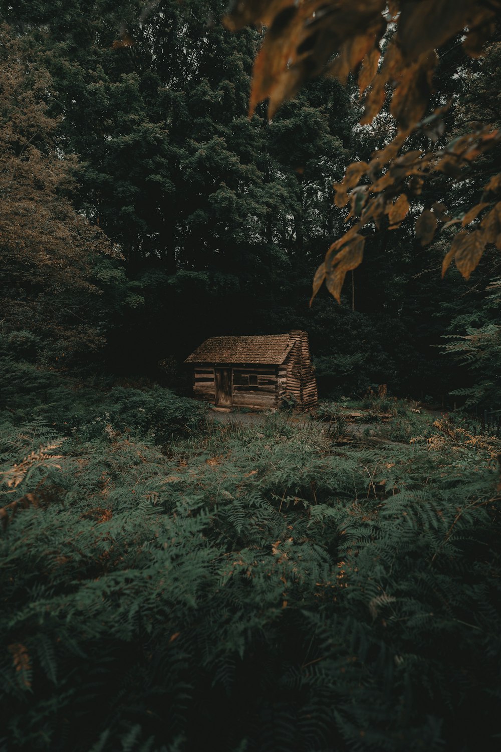 house near trees