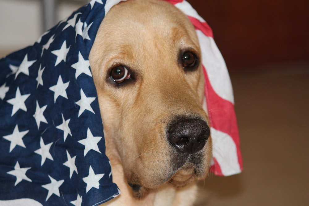 yellow Labrador retriever with American flag on head