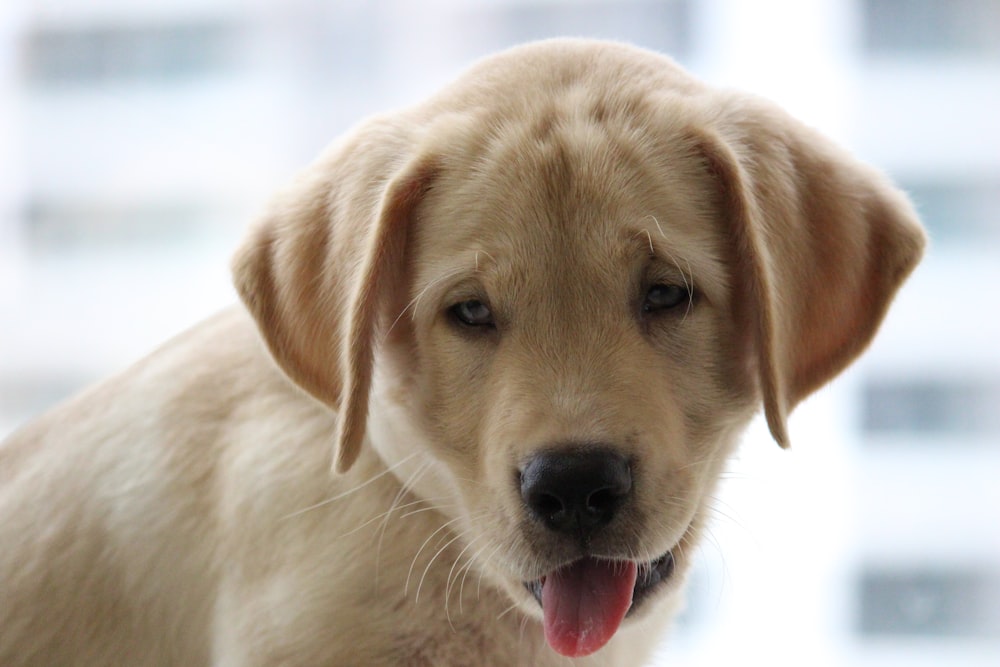 brown Labrador retriever puppy showing tongue