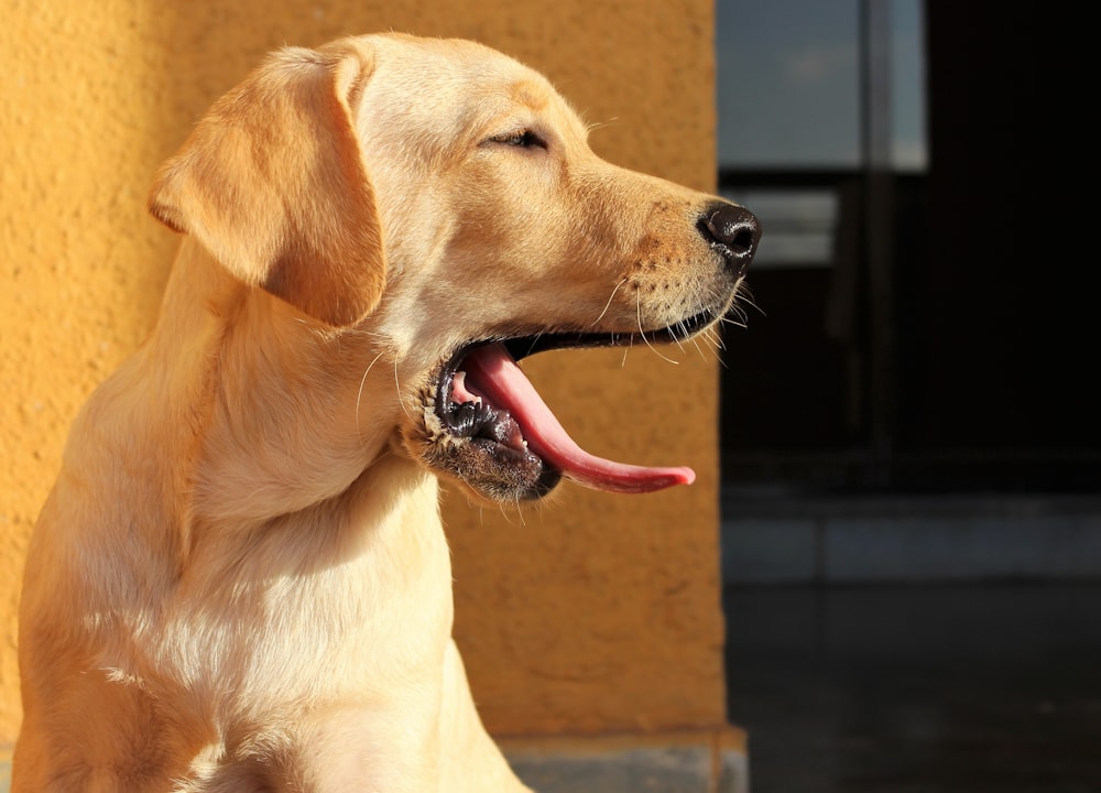 short-coated tan dog close-up photography