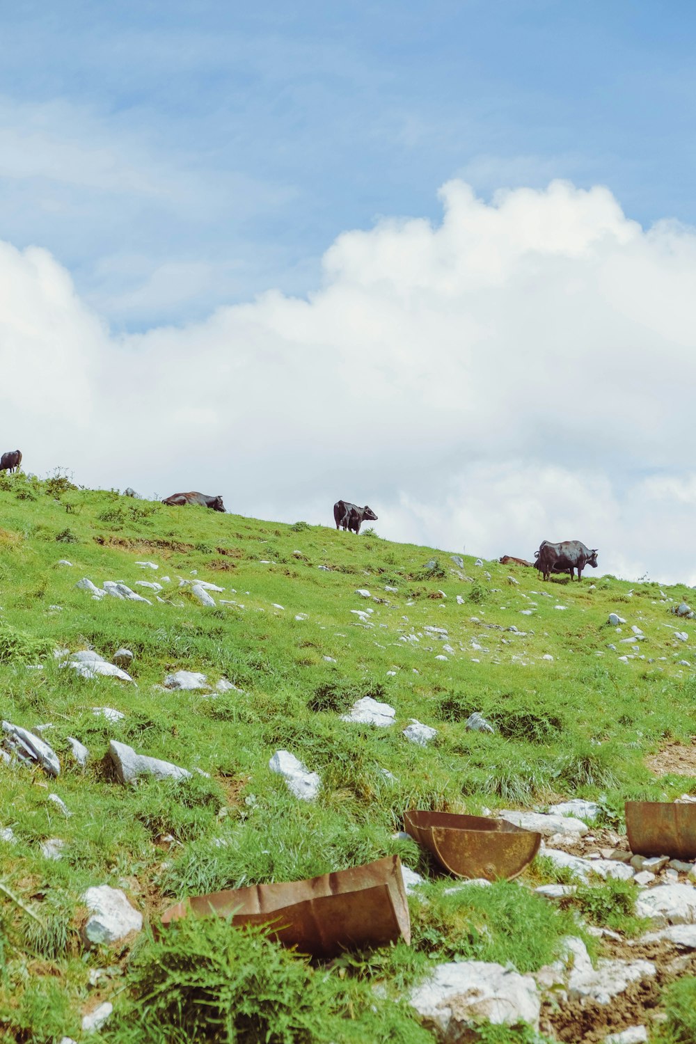 una mandria di bovini al pascolo su una collina verde lussureggiante