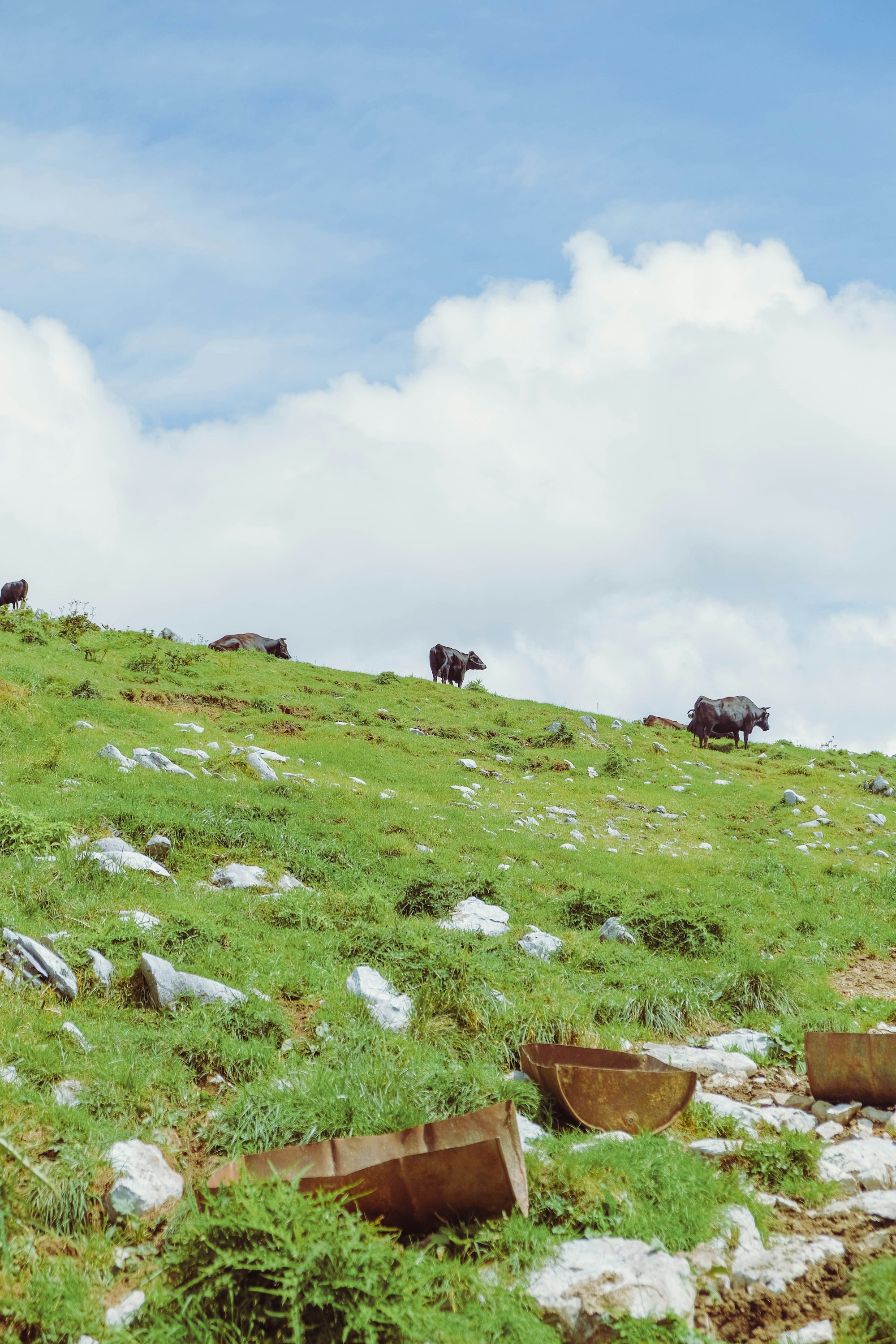 Explore Ehime: Culture & Traditions
