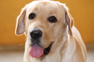 A Labrador Retriever with a light golden coat, looking directly at the camera with its tongue out against a warm orange background.