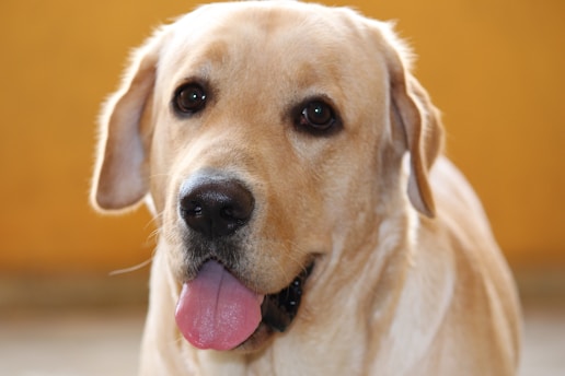 A Labrador Retriever with a light golden coat, looking directly at the camera with its tongue out against a warm orange background.