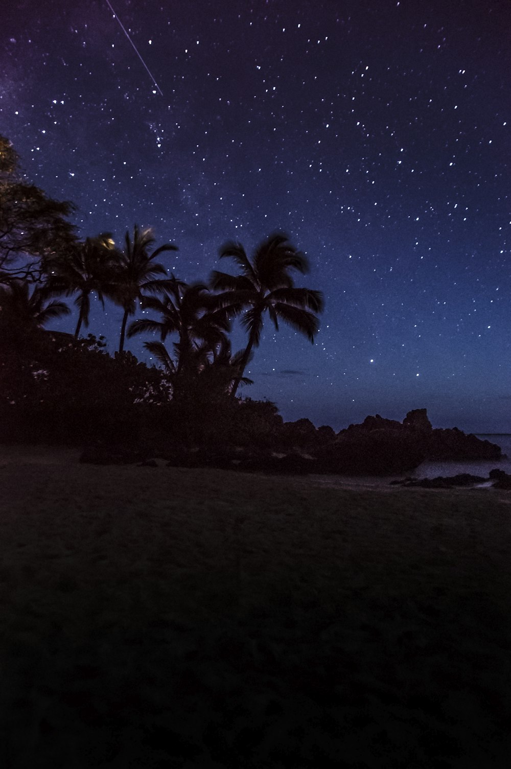 O céu noturno está cheio de estrelas e palmeiras