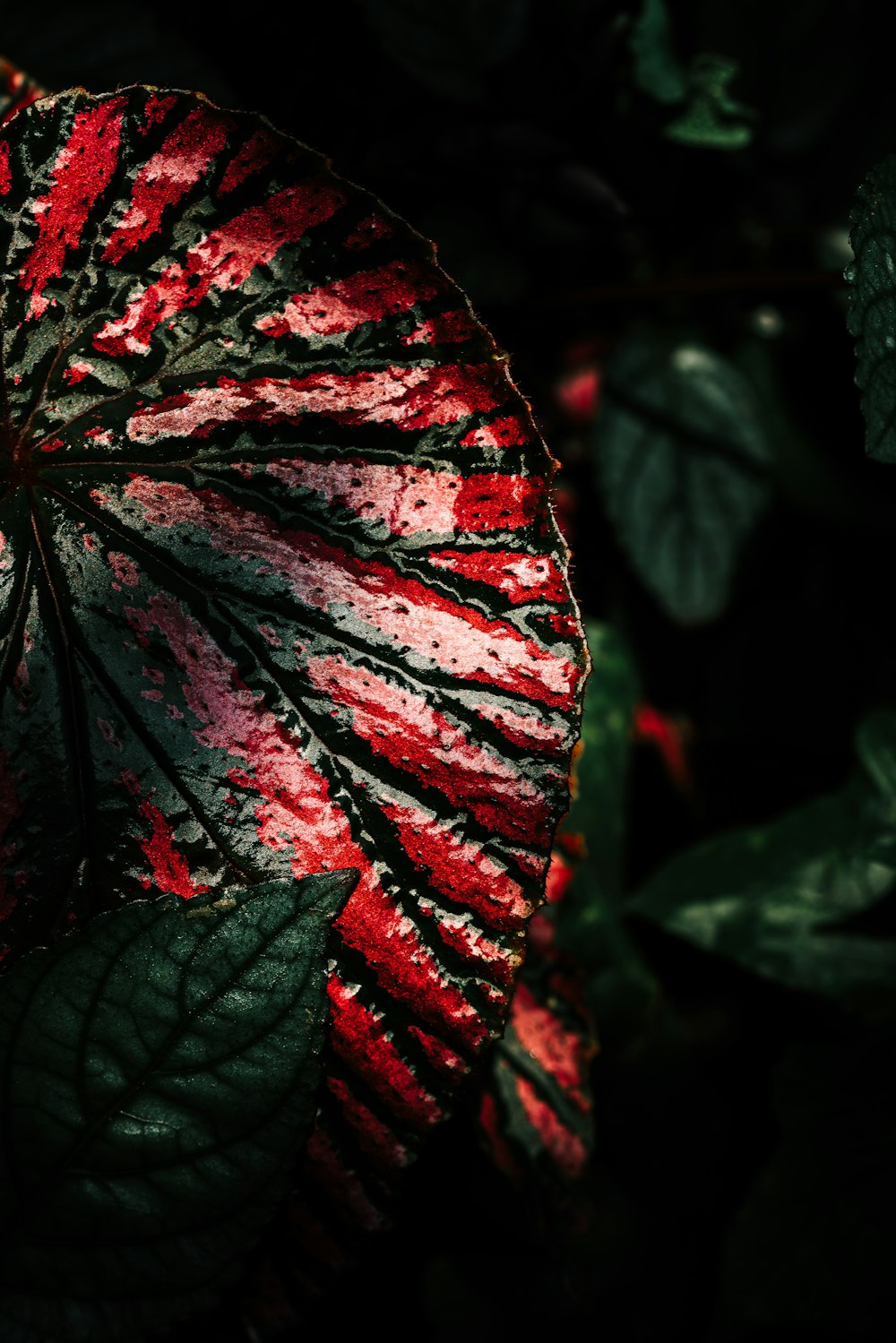 close view of red and green plant