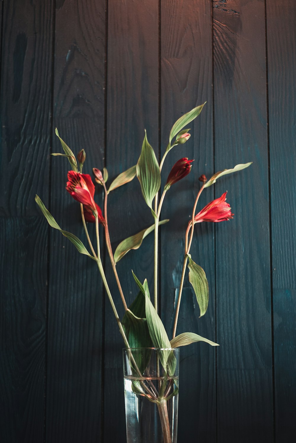 red petaled flowers in clear glass vase