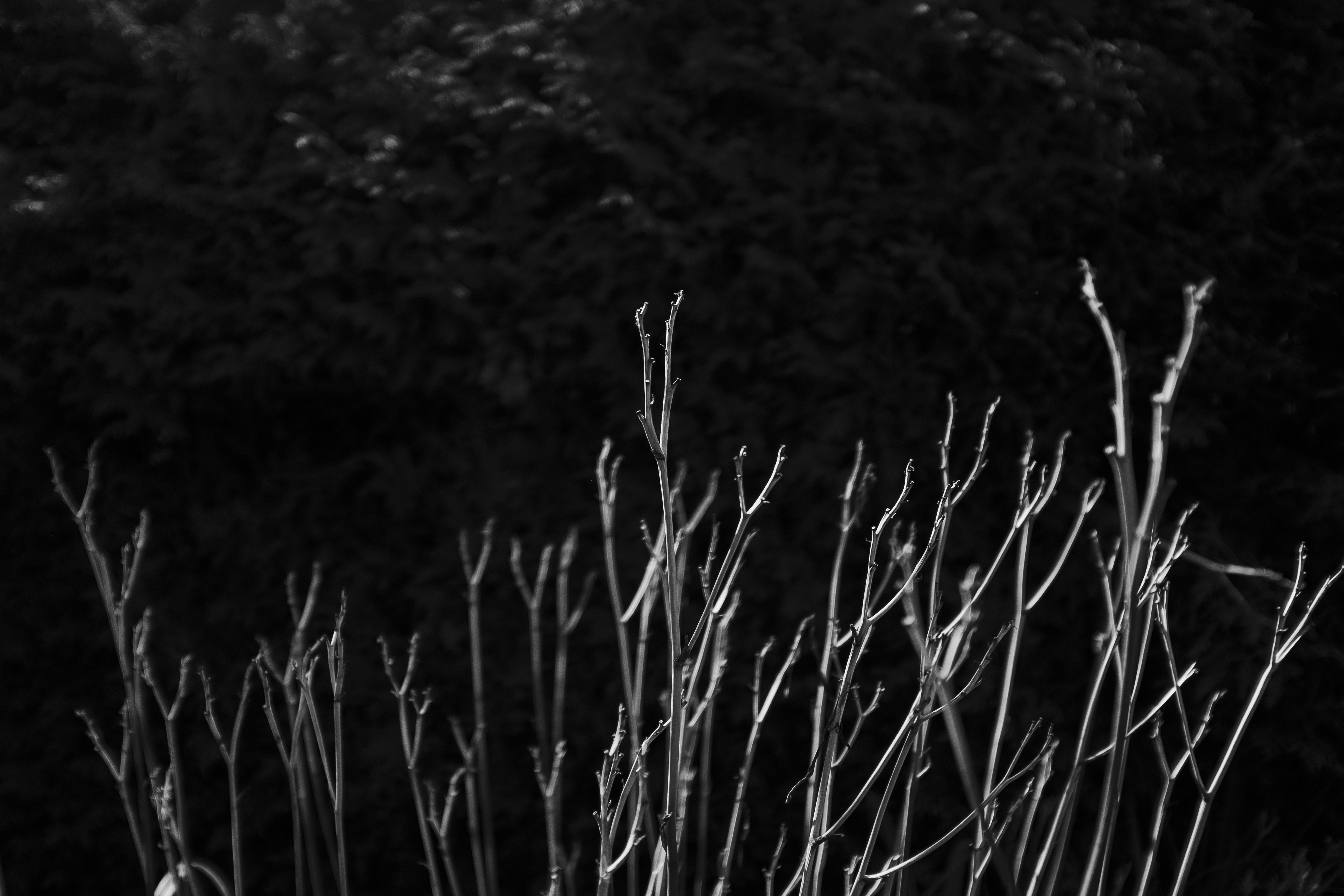 Photo by tristan_gevaux