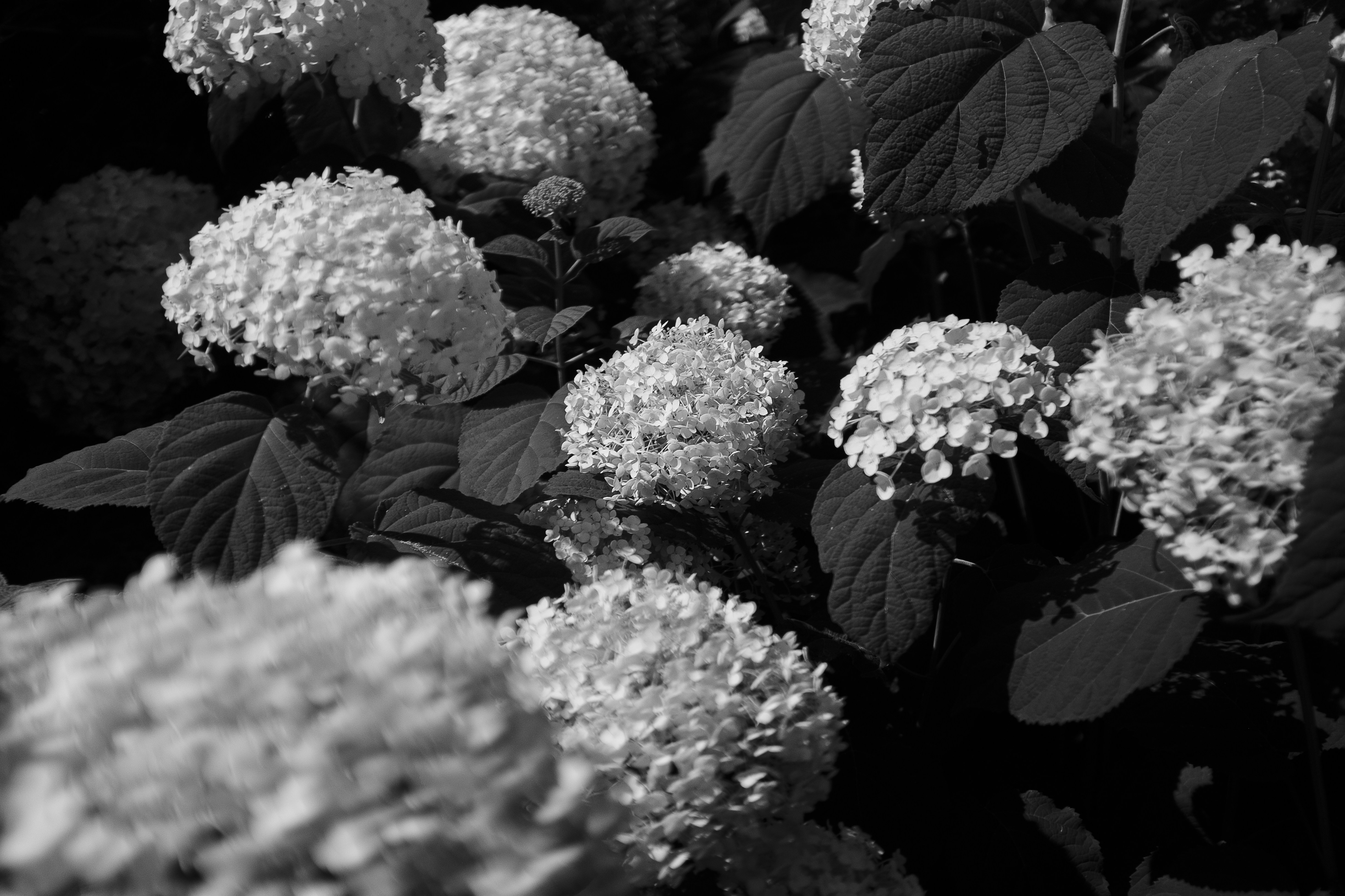 Photo by tristan_gevaux