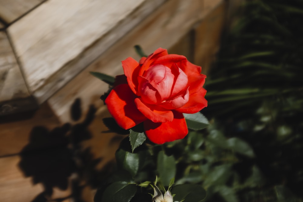 red rose flower