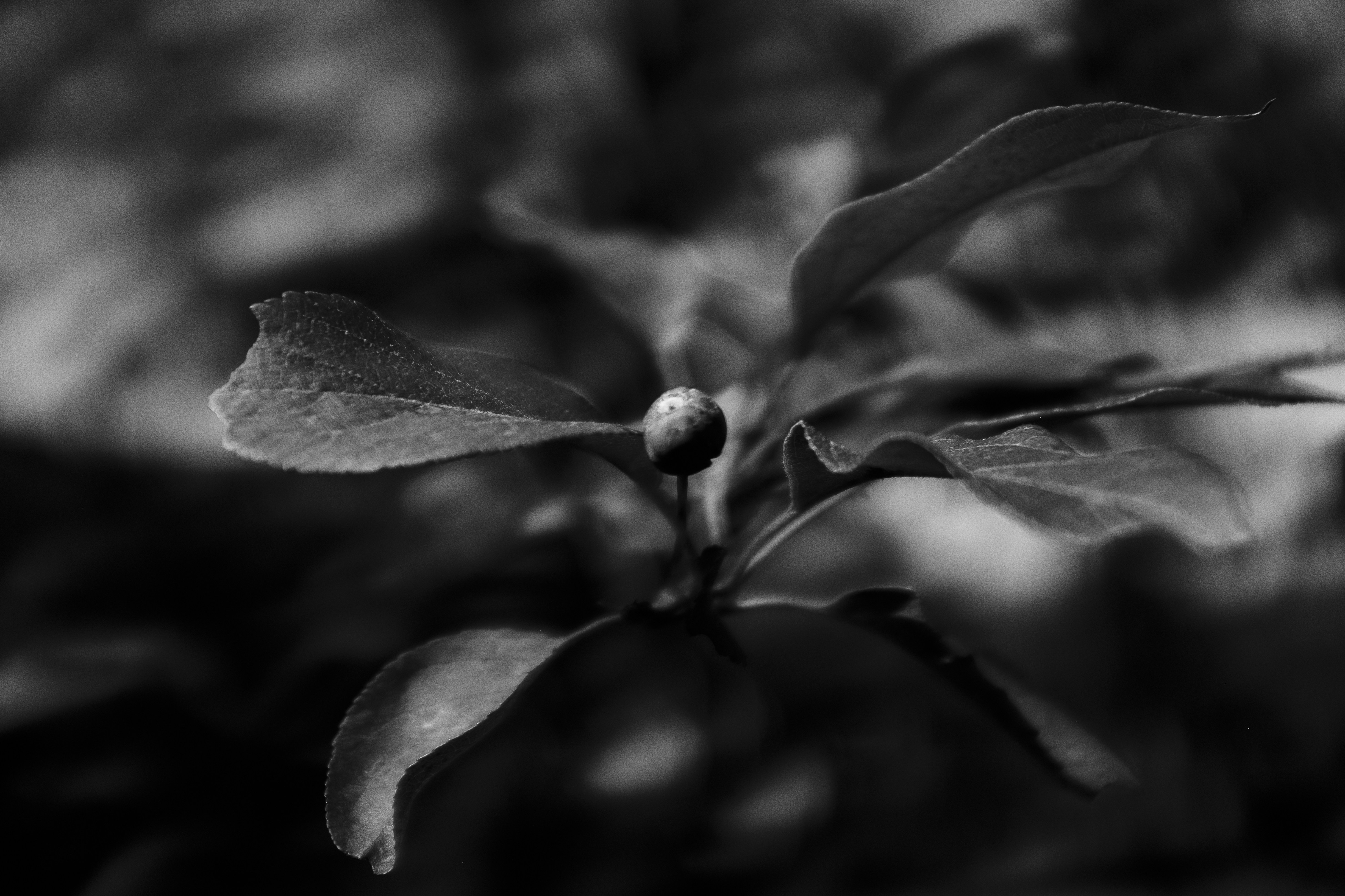 Photo by tristan_gevaux