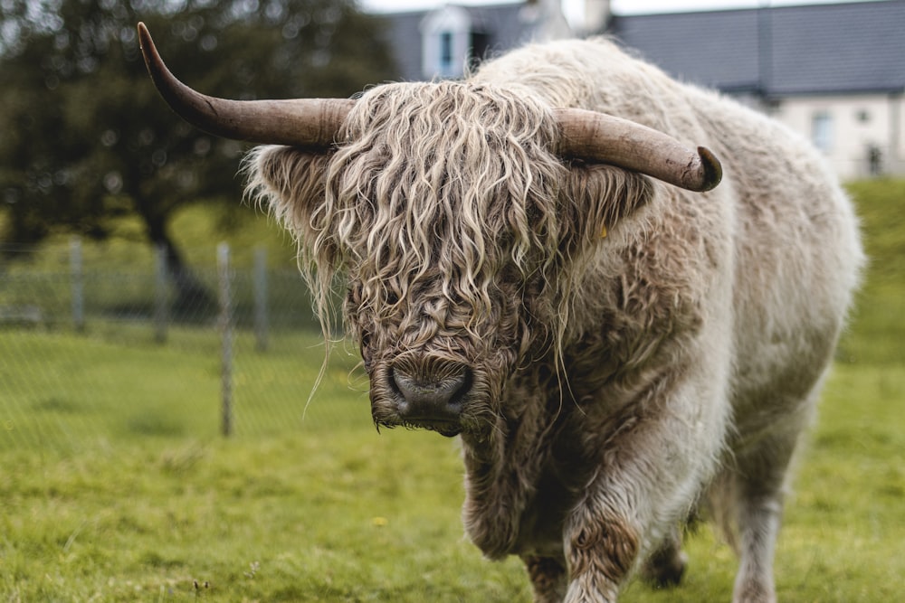 brown bison