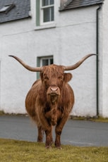 Health documentaries: close-up photography of a brown animal