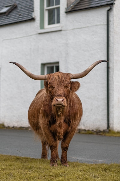 Health documentaries: close-up photography of a brown animal