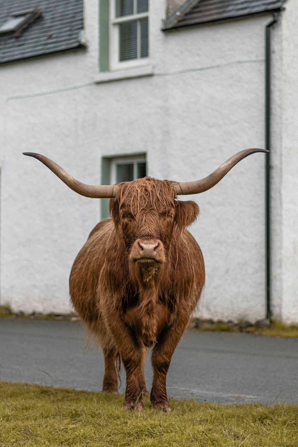 brown animal close-up photography