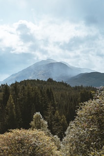 A serene forest landscape with mountains in the background.