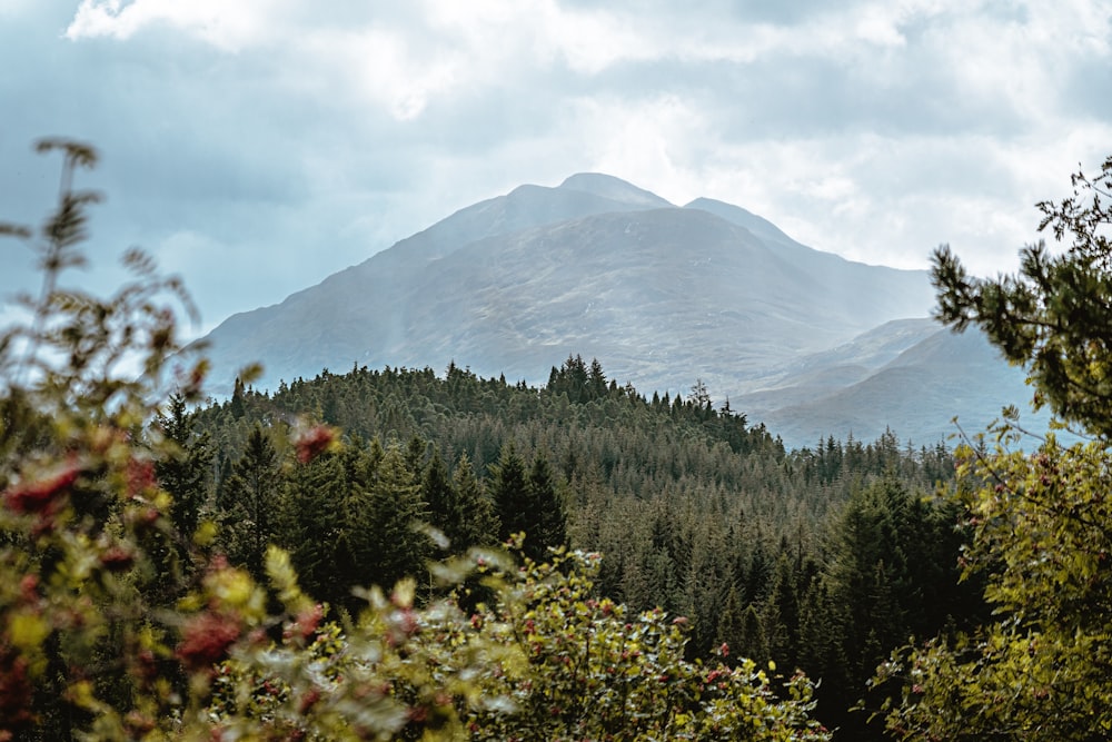 Blick auf einen Berg mit Bäumen im Vordergrund