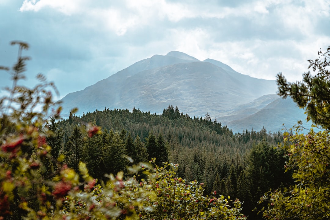 a view of a mountain with trees in the foreground, A forest in the clouds