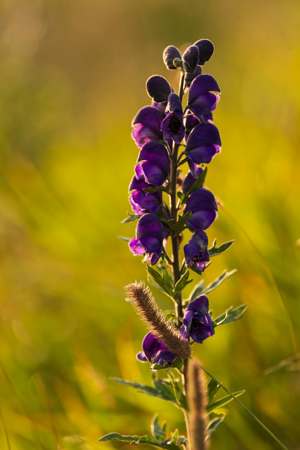 encrusted purple flower with wooly bear caterpillar