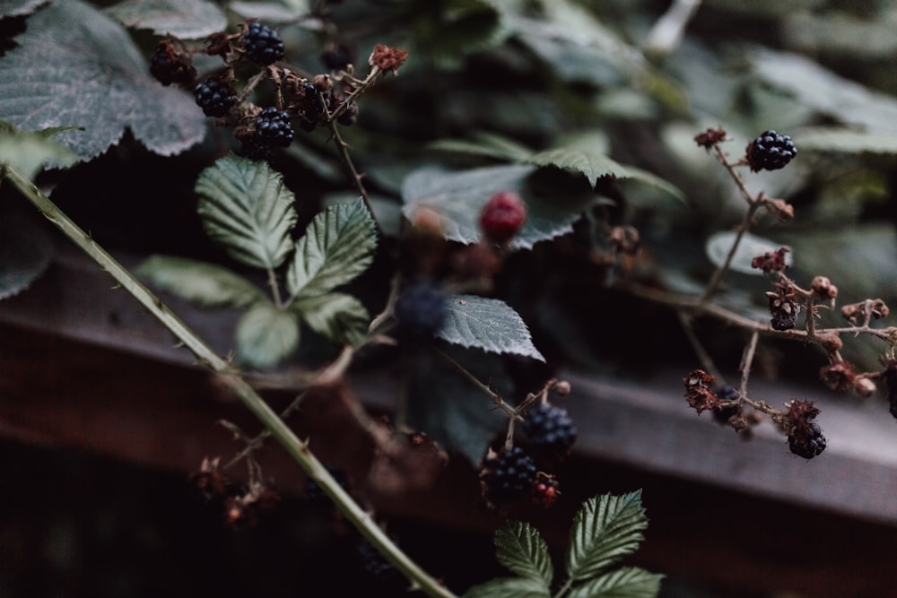 close view of blackberry plant