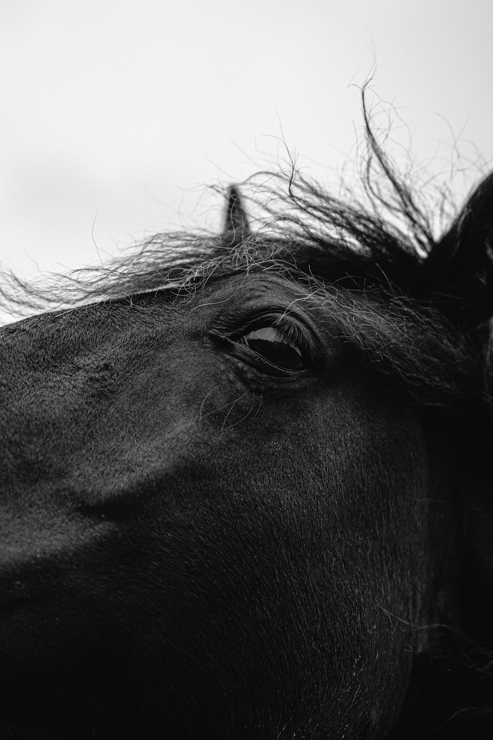 Cavallo Nero