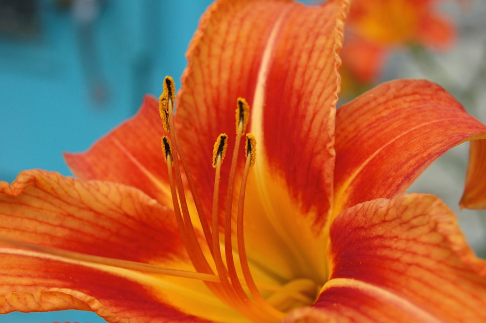 orange flower