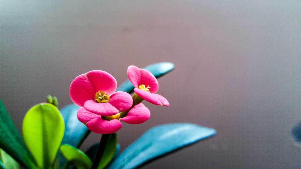 selective focus photography of red Euphorbia flower