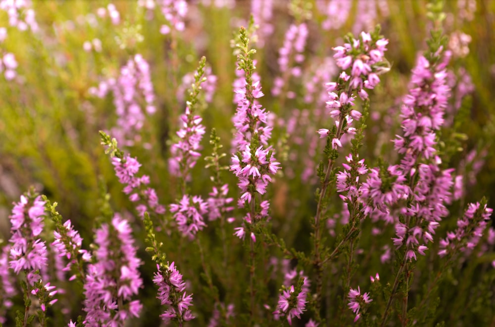 pink cluster flowers