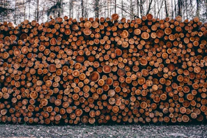 pile of fire woods at daytime