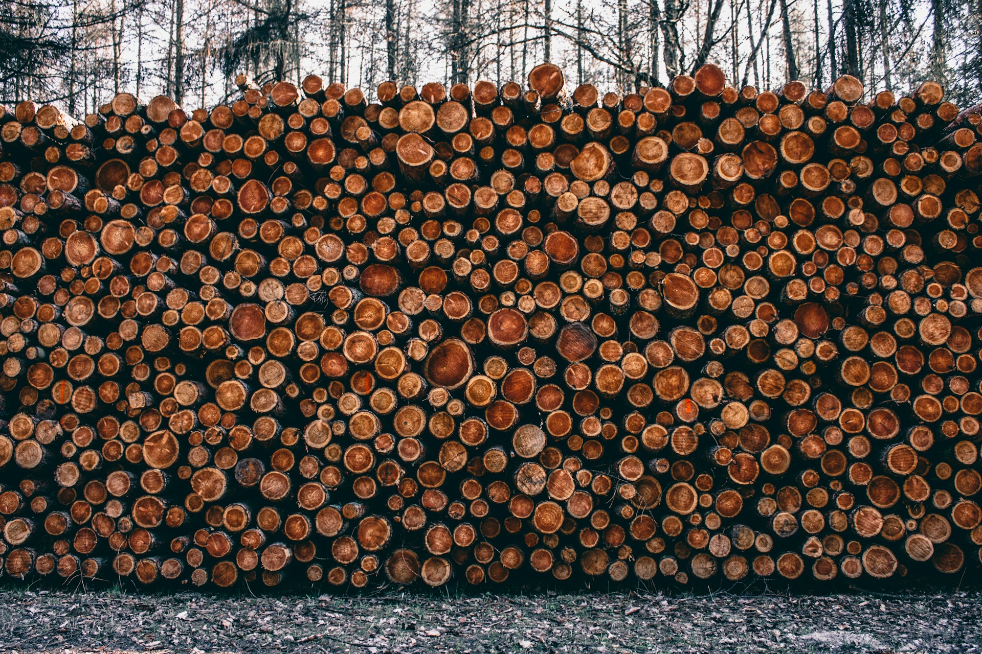 pile of fire woods at daytime