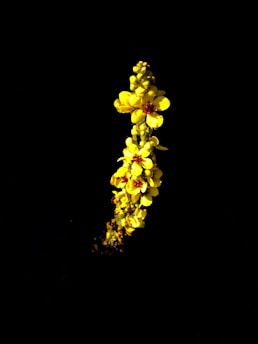 A vibrant yellow flower stem stands out against a completely black background. The flowers are densely clustered and have small, bright yellow petals with red centers. The composition highlights the vivid contrast between the bright yellow and the deep black.