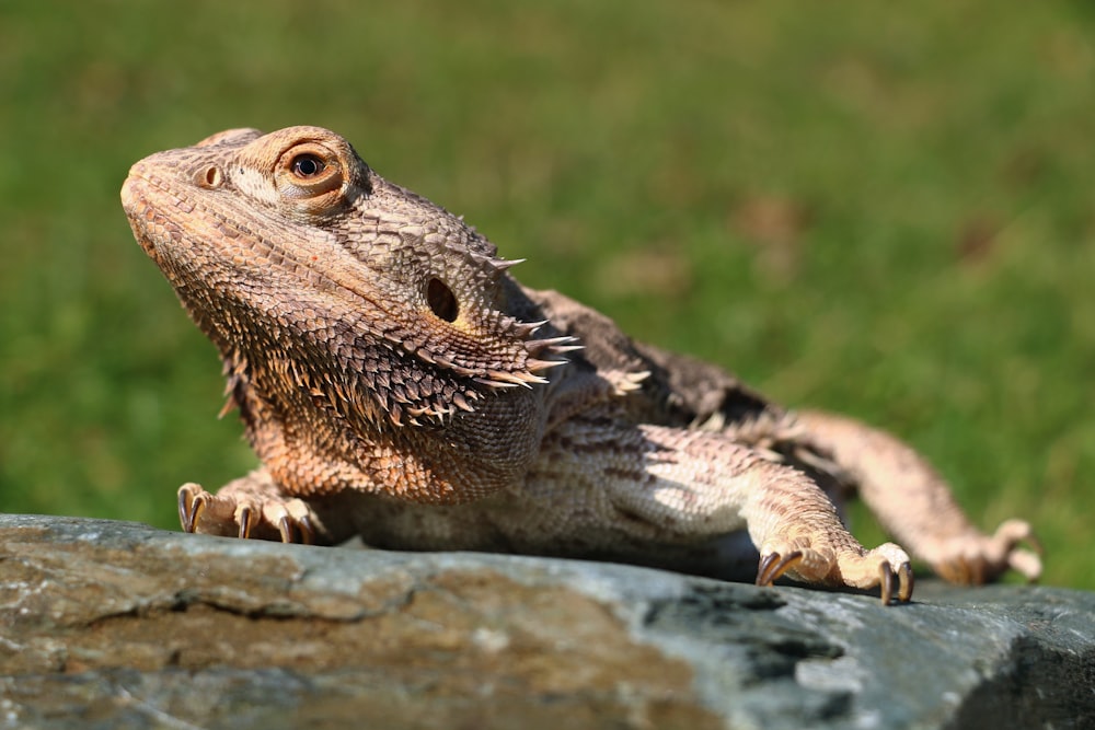 Lagarto marrón