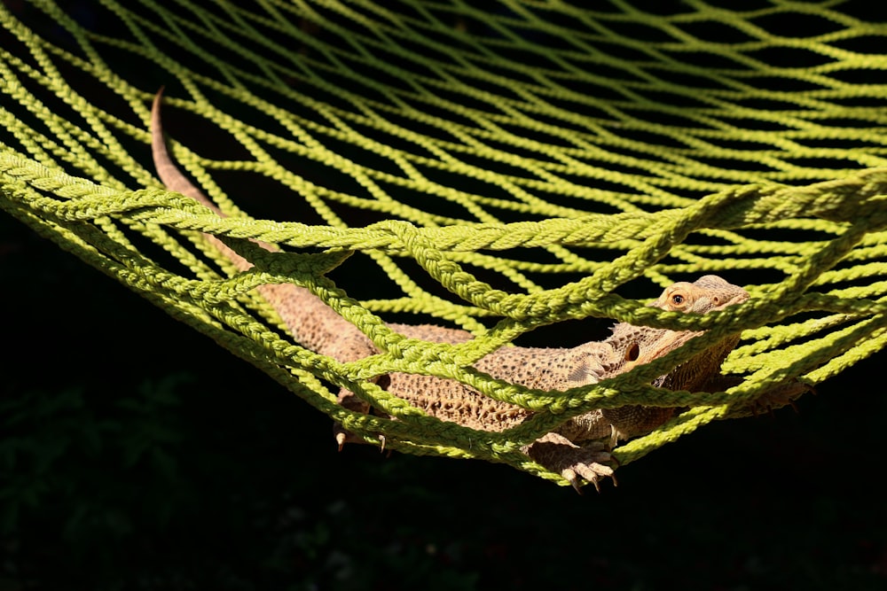 brown bearded dragon on green hammock