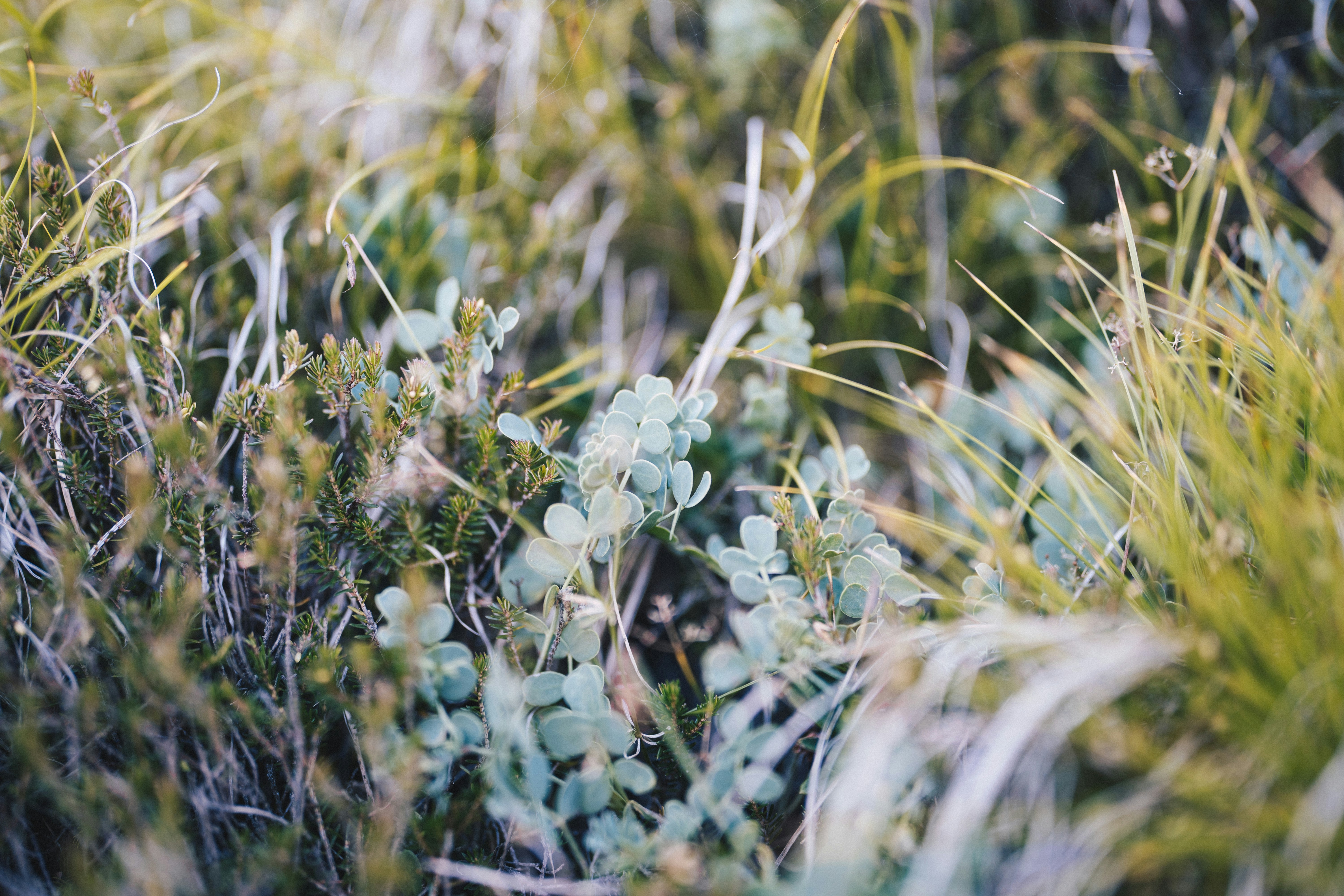 Photo by ballaschottner