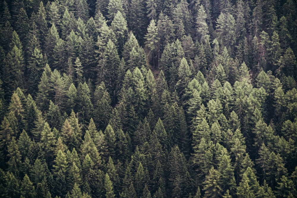 aerial photography of green trees