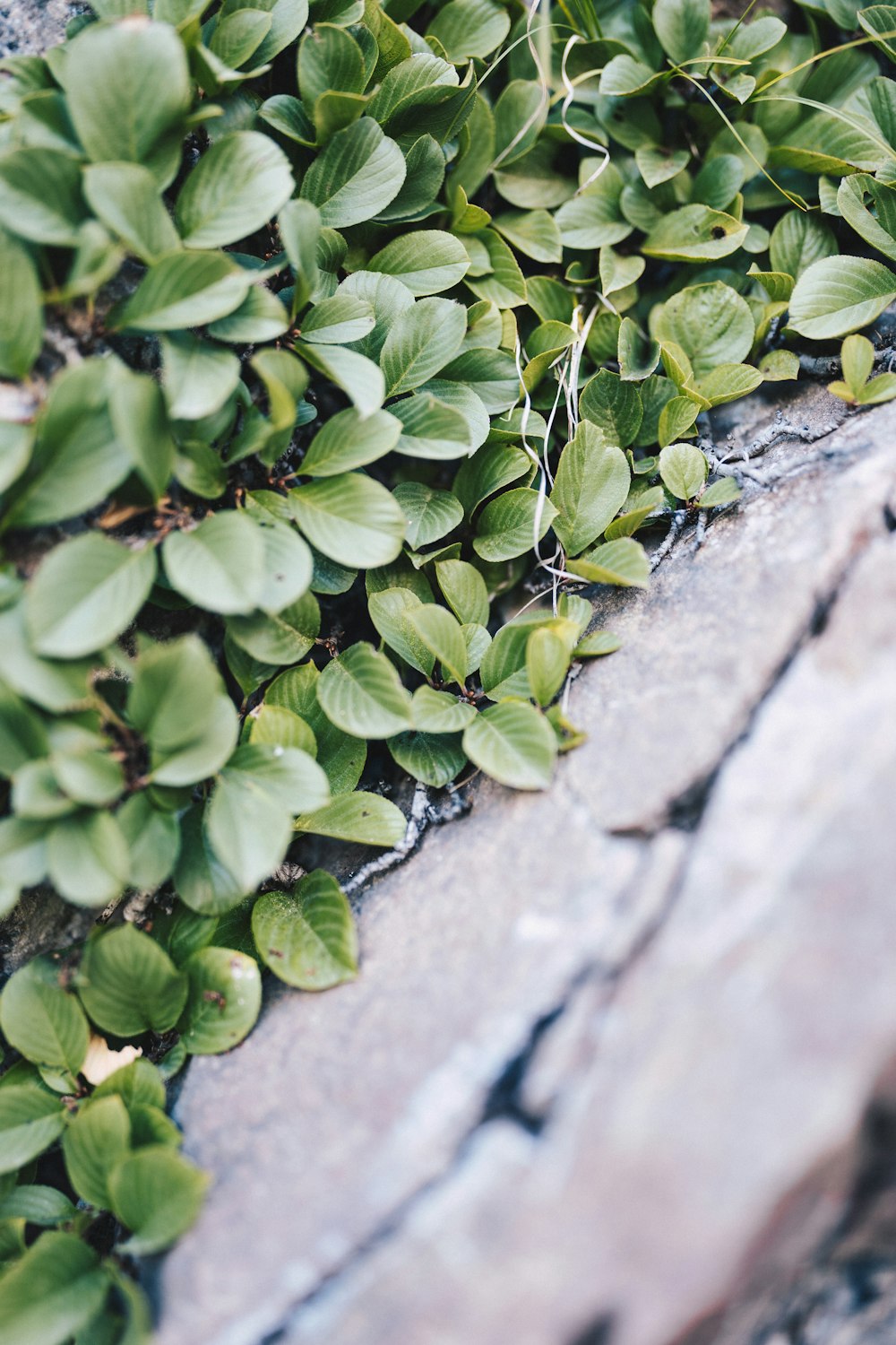 green-leafed plant