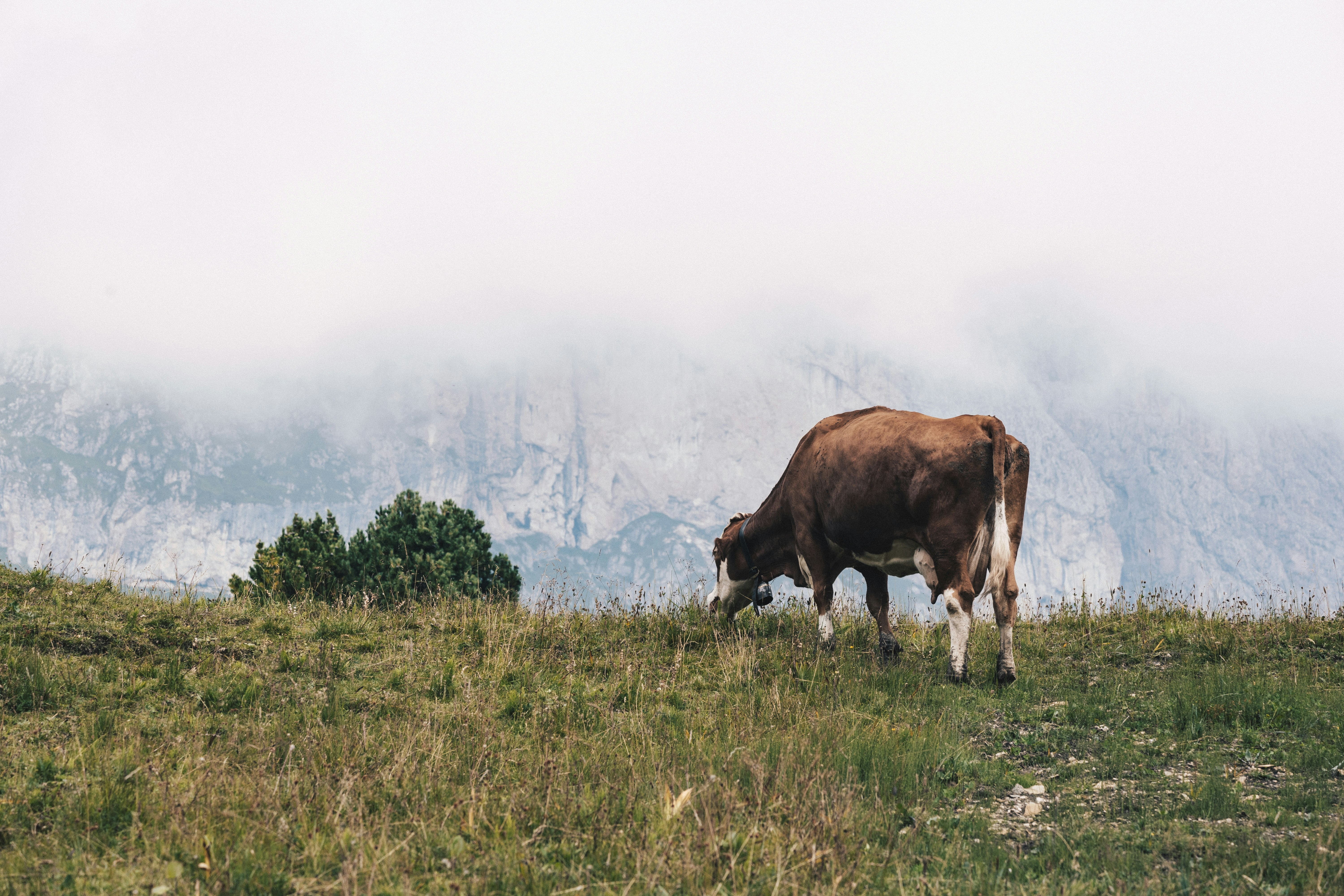 Photo by ballaschottner