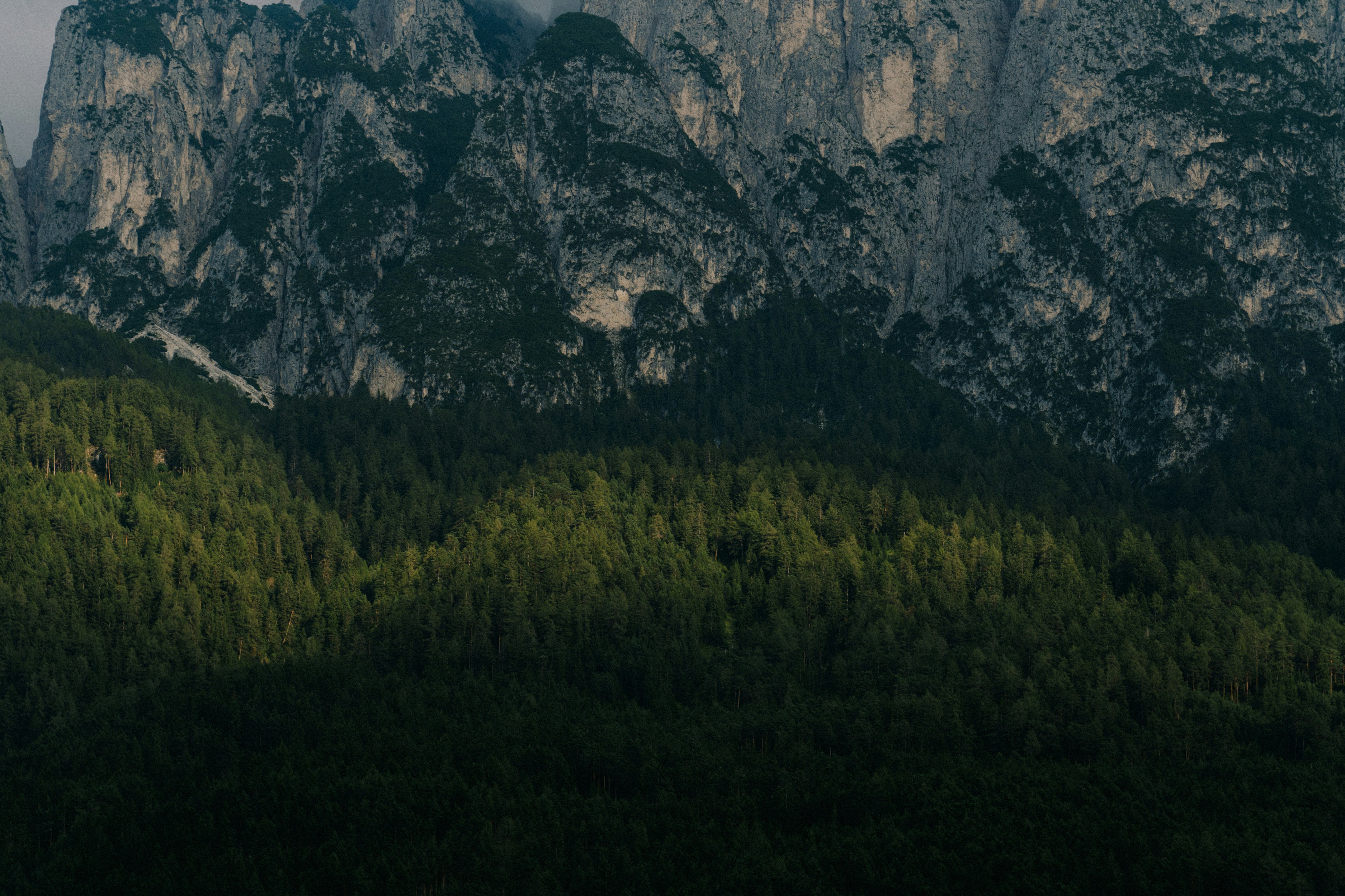 green tree 풍경 사진
