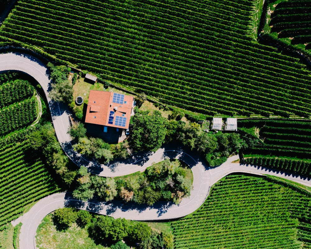 aerial photography of green trees and plants