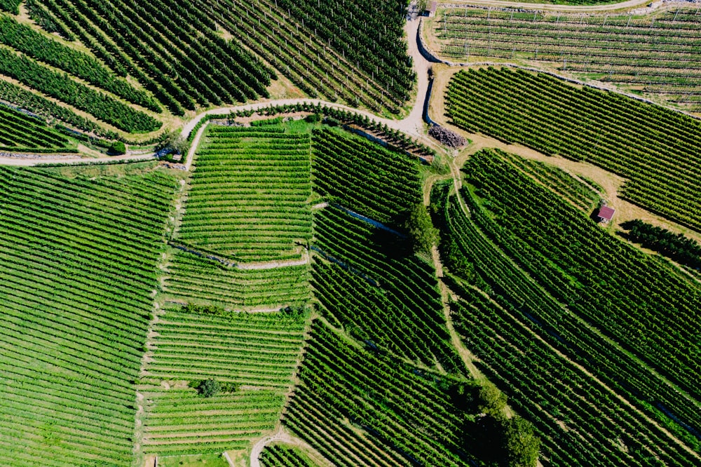 una veduta aerea di un campo di colture