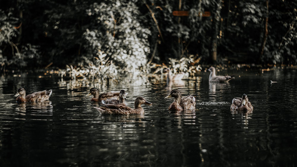 a flock of ducks floating on top of a lake