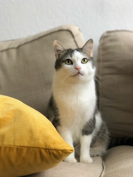 short-furred gray and white cat on sofa in Nürnberg Germany