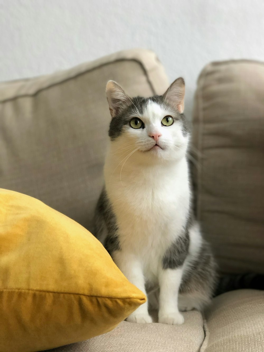 gato cinza e branco de pelo curto no sofá