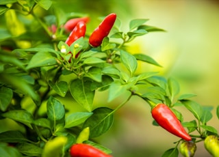 selective focus photography of red chilies