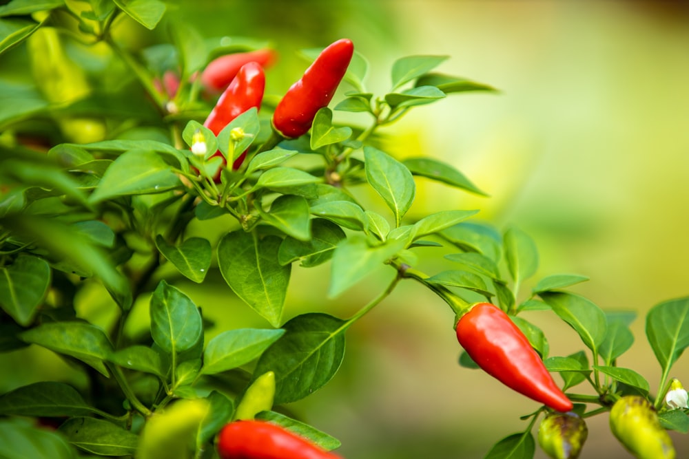 Photographie sélective des piments rouges