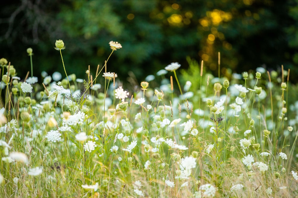 white flower field