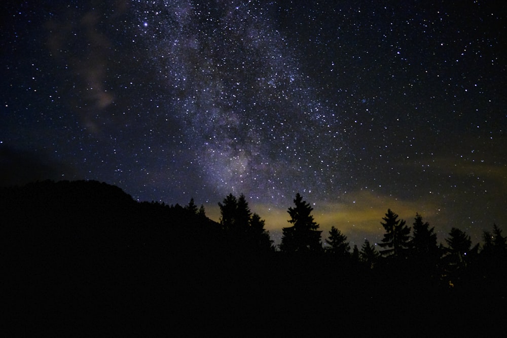 trees during night