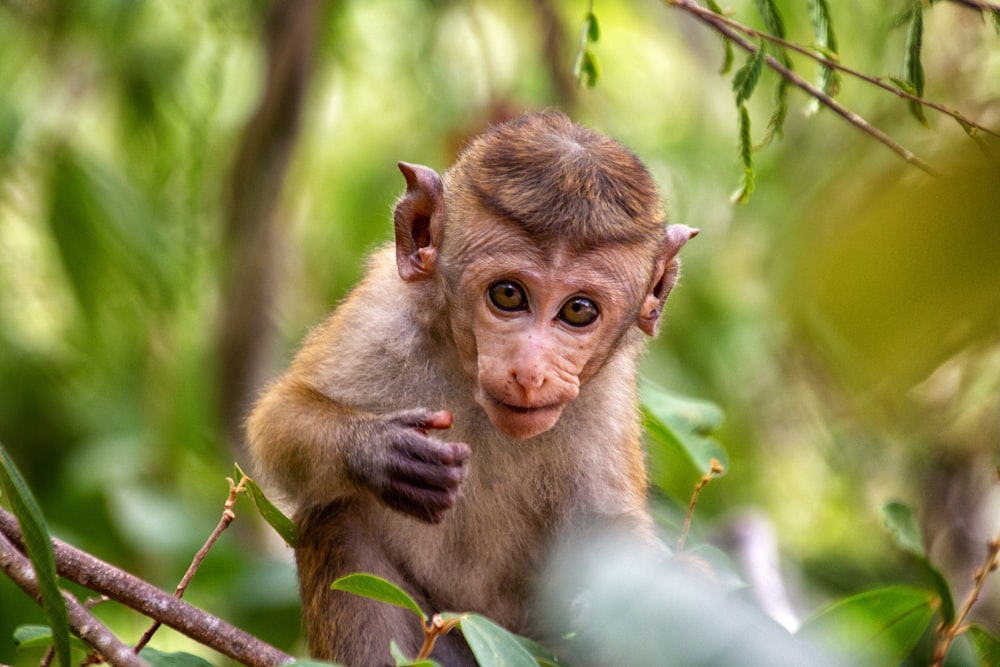 brown monkey near green leafed plant