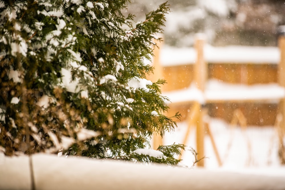 green pine tree